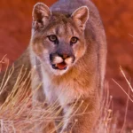 Mountain Lion Killed in Oceanside