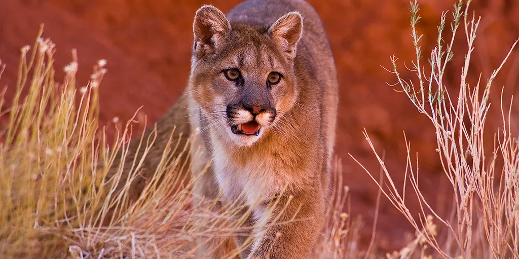 Mountain Lion Killed in Oceanside